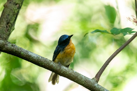 Tickell's blue flycatcher perched on a tree branch in a nicely blurred green background.の写真素材