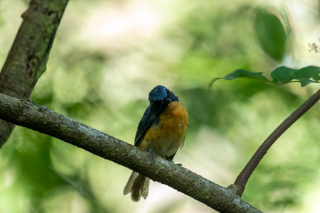 Tickell's blue flycatcher perched on a tree branch in a nicely blurred green background.