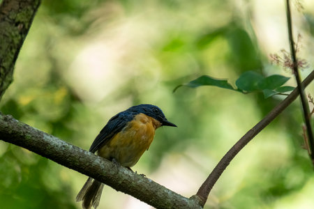 Tickell's blue flycatcher perched on a tree branch in a nicely blurred green background.