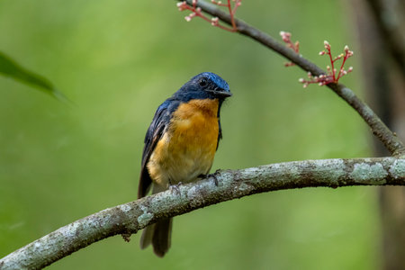 Tickell's blue flycatcher perched on a tree branch in a nicely blurred green background.