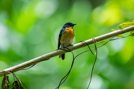 Tickell's blue flycatcher perched on a tree branch against nice green blurred back ground.の写真素材