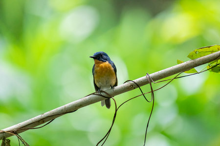 Tickell's blue flycatcher perched on a tree branch against nice green blurred back ground.の写真素材