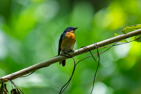 Tickell's blue flycatcher perched on a tree branch in a nice green background. small, vibrant bird with striking blue plumage and a bright orange breast perches gracefully.の写真素材