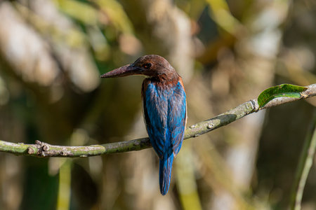 A striking White-throated Kingfisher perches on a branch in a sun-dappled, leafy environment.の写真素材