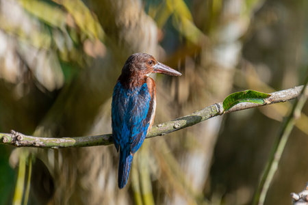 A striking White-throated Kingfisher perches on a branch in a sun-dappled, leafy environment.の写真素材