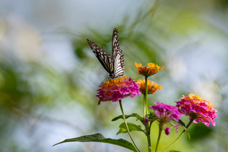 Butterfly on flower in the garden with green nature background.の写真素材