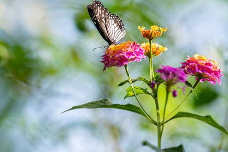 Butterfly on a flower in the garden. (Lantana camara)の写真素材