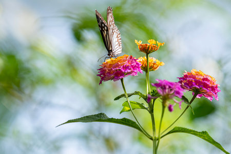 Butterfly on flower in the garden with nature background, Thailand.