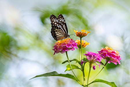 Butterfly on the flower in the garden, nature background.の写真素材