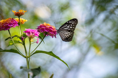 Butterfly on flower in the garden with nature background.の写真素材