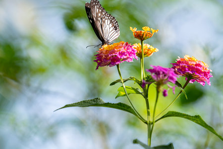 Butterfly on flower in the garden with green nature background.の写真素材