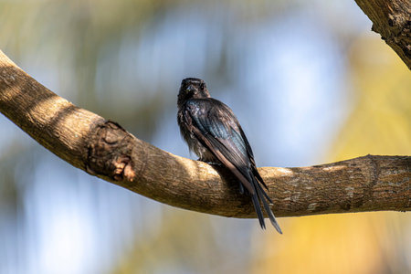 closeup shot of a black bird on a tree branch in natureの写真素材