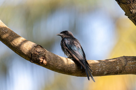 Close up of a bird perching on a branchの写真素材
