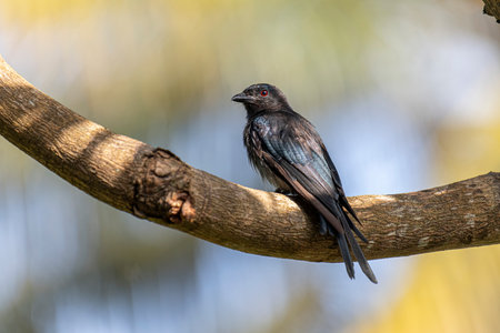 A shot of a Black Drongo bird perched on a branch.の写真素材