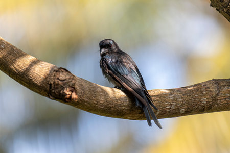 closeup of a black bird on a tree branchの写真素材