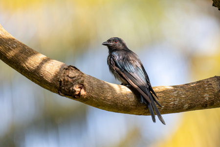 Close up of a Black-naped Drongo perched on a branchの写真素材
