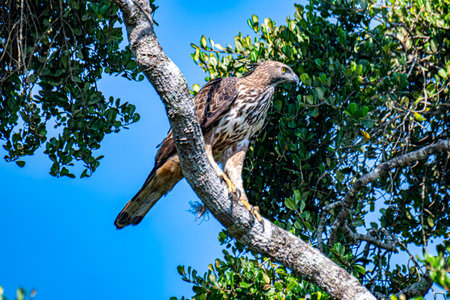 A magnificent Crested Hawk-Eagle perches on a weathered branch, its fierce yellow eye and distinct crest visible.の写真素材