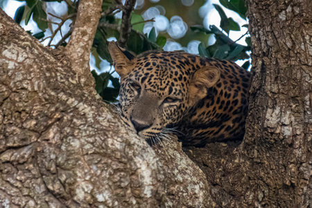 The Panthera pardus kotiya, or Sri Lankan leopard, is an endangered subspecies endemic to Sri Lanka.