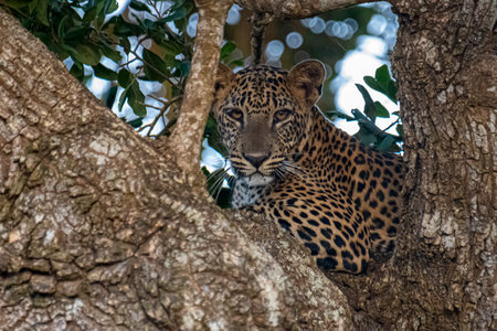The Panthera pardus kotiya, or Sri Lankan leopard, is an endangered subspecies endemic to Sri Lanka.