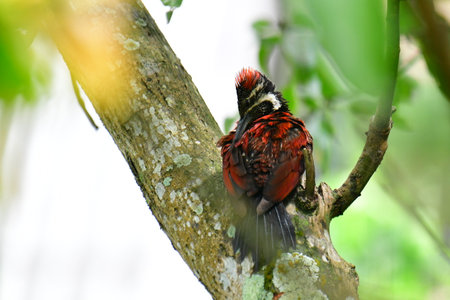 This photo captures a stunning Red-backed Flameback woodpecker perched on a tree trunk.の写真素材