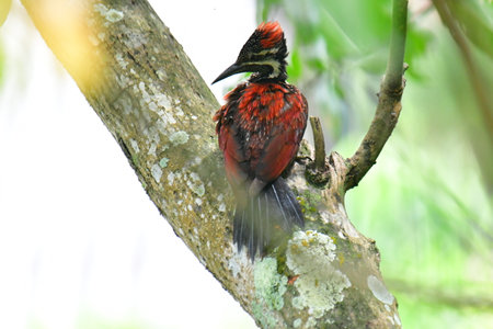This photo captures a stunning Red-backed Flameback woodpecker perched on a tree trunk.の写真素材