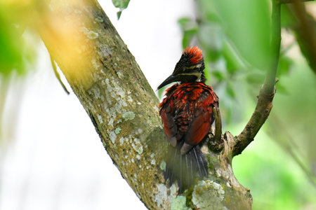 This photo captures a stunning Red-backed Flameback woodpecker perched on a tree trunk.の写真素材
