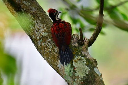 This photo captures a stunning Red-backed Flameback woodpecker perched on a tree trunk.の写真素材