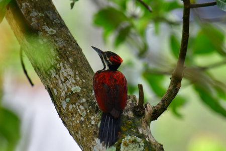 This photo captures a stunning Red-backed Flameback woodpecker perched on a tree trunk.の写真素材