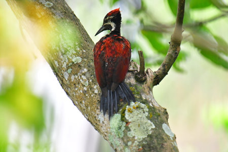 This photo captures a stunning Red-backed Flameback woodpecker perched on a tree trunk.の写真素材