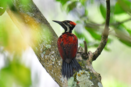 This photo captures a stunning Red-backed Flameback woodpecker perched on a tree trunk.の写真素材