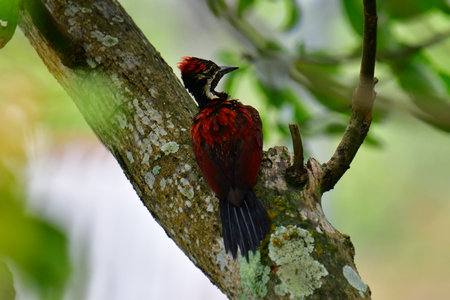 This photo captures a stunning Red-backed Flameback woodpecker perched on a tree trunk.の写真素材