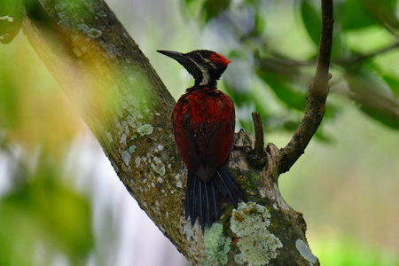 This photo captures a stunning Red-backed Flameback woodpecker perched on a tree trunk.の写真素材