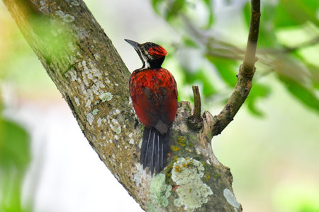 This photo captures a stunning Red-backed Flameback woodpecker perched on a tree trunk.の写真素材