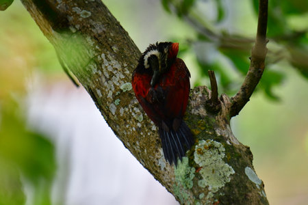 This photo captures a stunning Red-backed Flameback woodpecker perched on a tree trunk.の写真素材