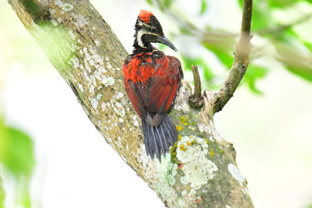 This photo captures a stunning Red-backed Flameback woodpecker perched on a tree trunk.の写真素材
