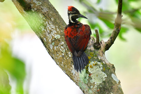 This photo captures a stunning Red-backed Flameback woodpecker perched on a tree trunk.の写真素材