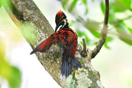 This photo captures a stunning Red-backed Flameback woodpecker perched on a tree trunk.の写真素材