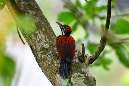 This photo captures a stunning Red-backed Flameback woodpecker perched on a tree trunk.の写真素材