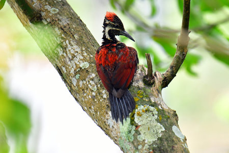 This photo captures a stunning Red-backed Flameback woodpecker perched on a tree trunk.の写真素材