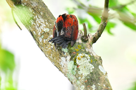 This photo captures a stunning Red-backed Flameback woodpecker perched on a tree trunk.の写真素材