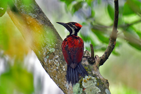 This photo captures a stunning Red-backed Flameback woodpecker perched on a tree trunk.の写真素材