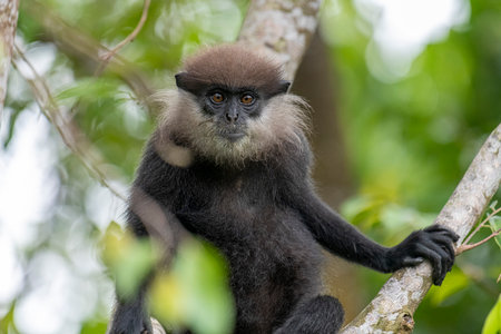 This close-up photograph features a Purple-faced Langur monkey perched on a tree branch.