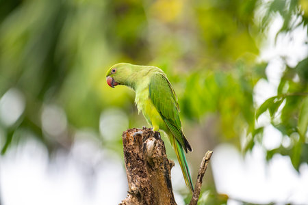 This photograph features a vibrant green Rose-ringed Parakeet perched on a weathered tree stump