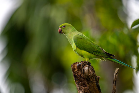 This photograph features a vibrant green Rose-ringed Parakeet perched on a weathered tree stump
