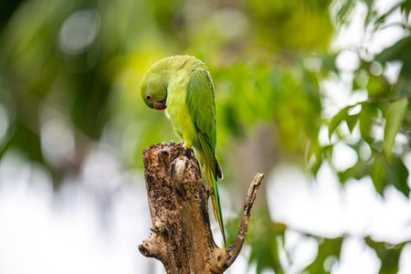This photograph features a vibrant green Rose-ringed Parakeet perched on a weathered tree stumpの写真素材