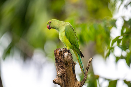 This photograph features a vibrant green Rose-ringed Parakeet perched on a weathered tree stumpの写真素材