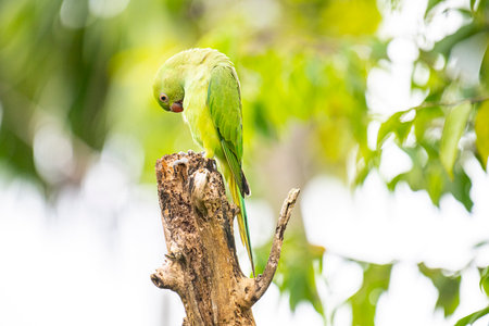 This photograph features a vibrant green Rose-ringed Parakeet perched on a weathered tree stump