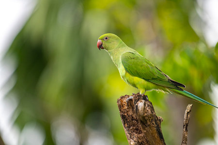 This photograph features a vibrant green Rose-ringed Parakeet perched on a weathered tree stumpの写真素材