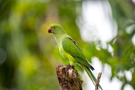 This photograph features a vibrant green Rose-ringed Parakeet perched on a weathered tree stumpの写真素材