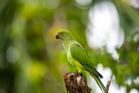 This photograph features a vibrant green Rose-ringed Parakeet perched on a weathered tree stumpの写真素材